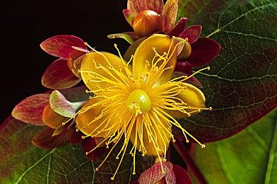 网传《寂静岭：短信》新截图 恐怖大楼内发短信